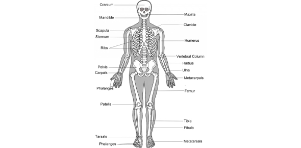 The Human Skeletal System Quiz Questions! - ProProfs Quiz